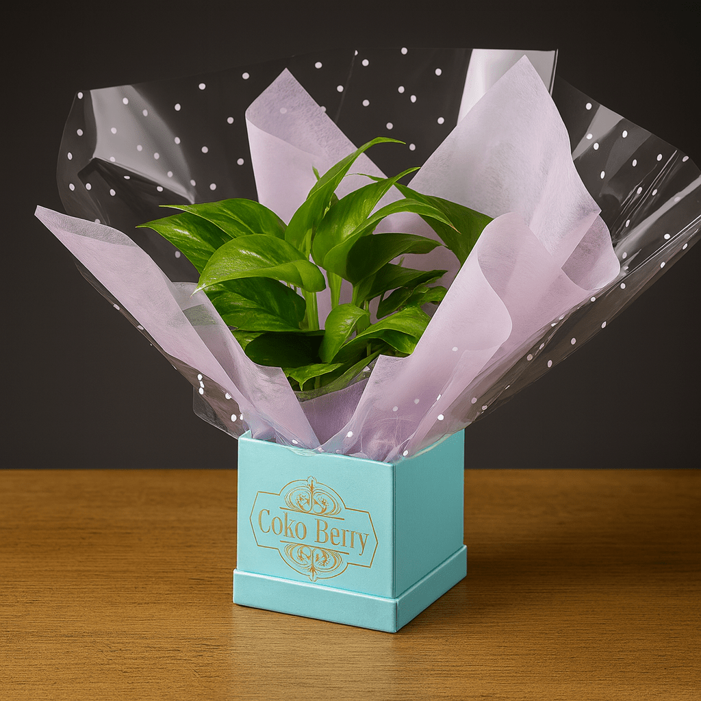 Pothos Plant