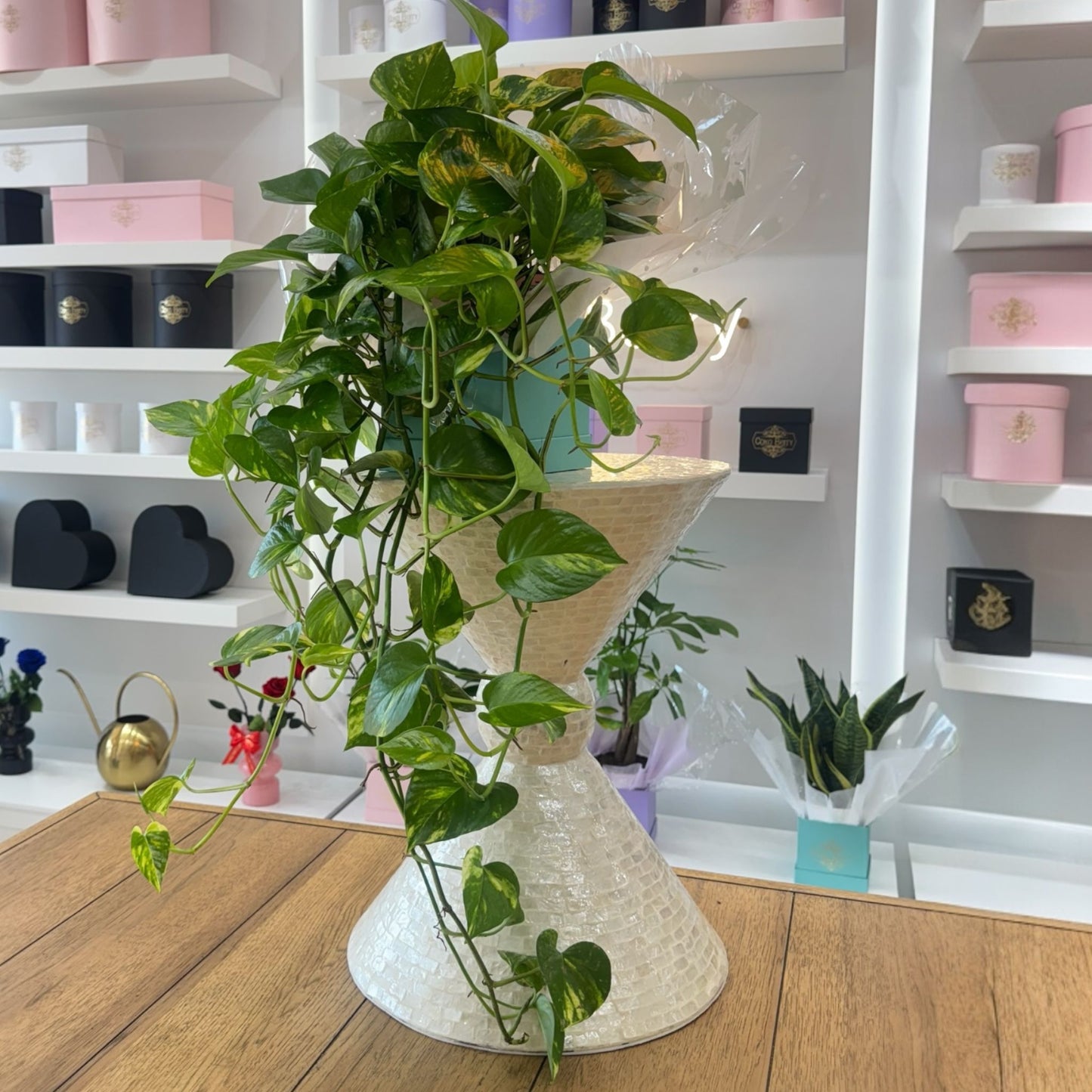 Pothos Plant