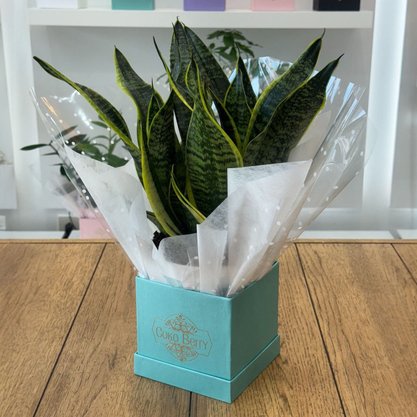 Sansevieria Plant