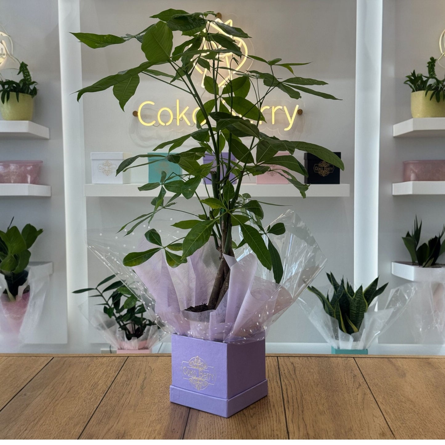 Money Tree Plant