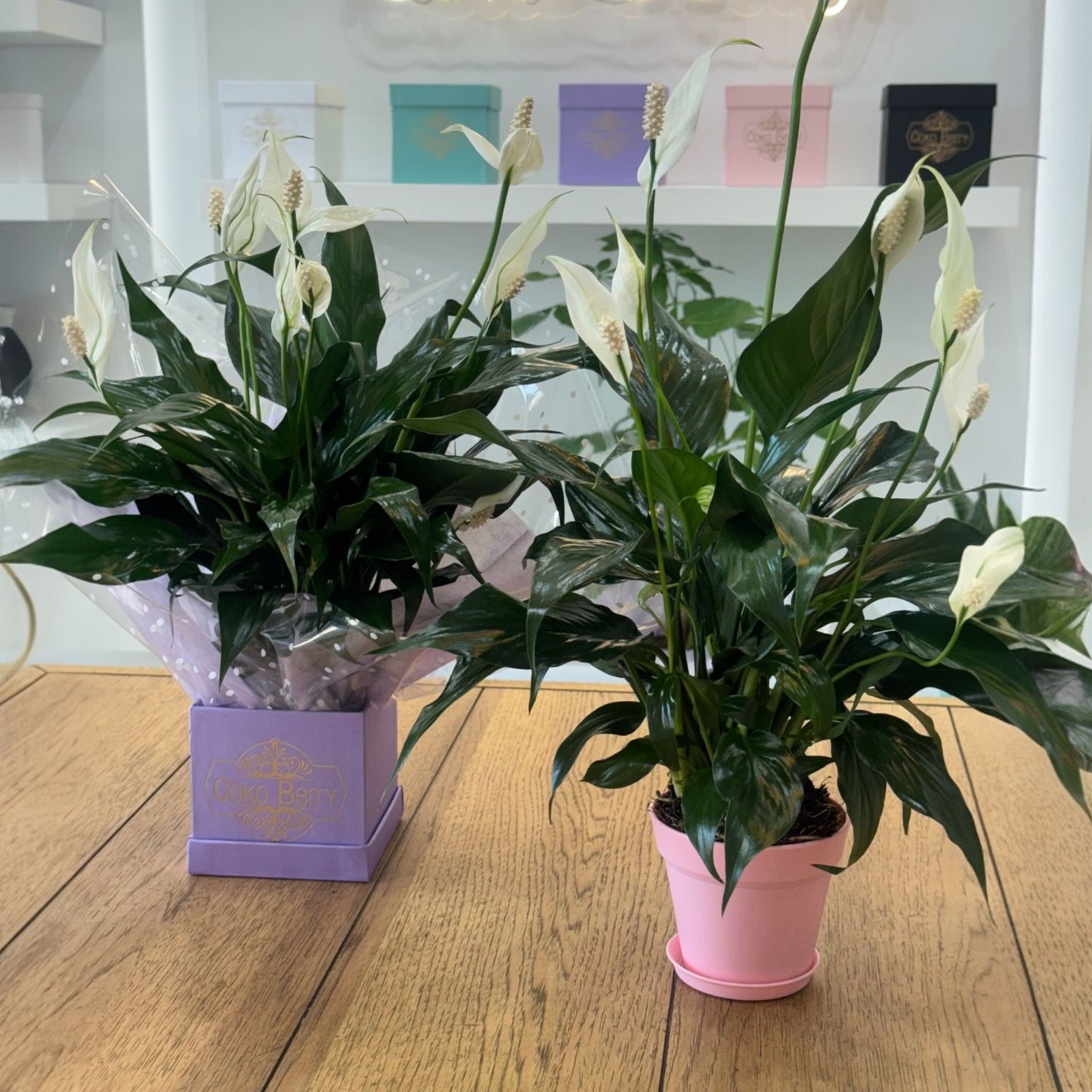Spath Plant