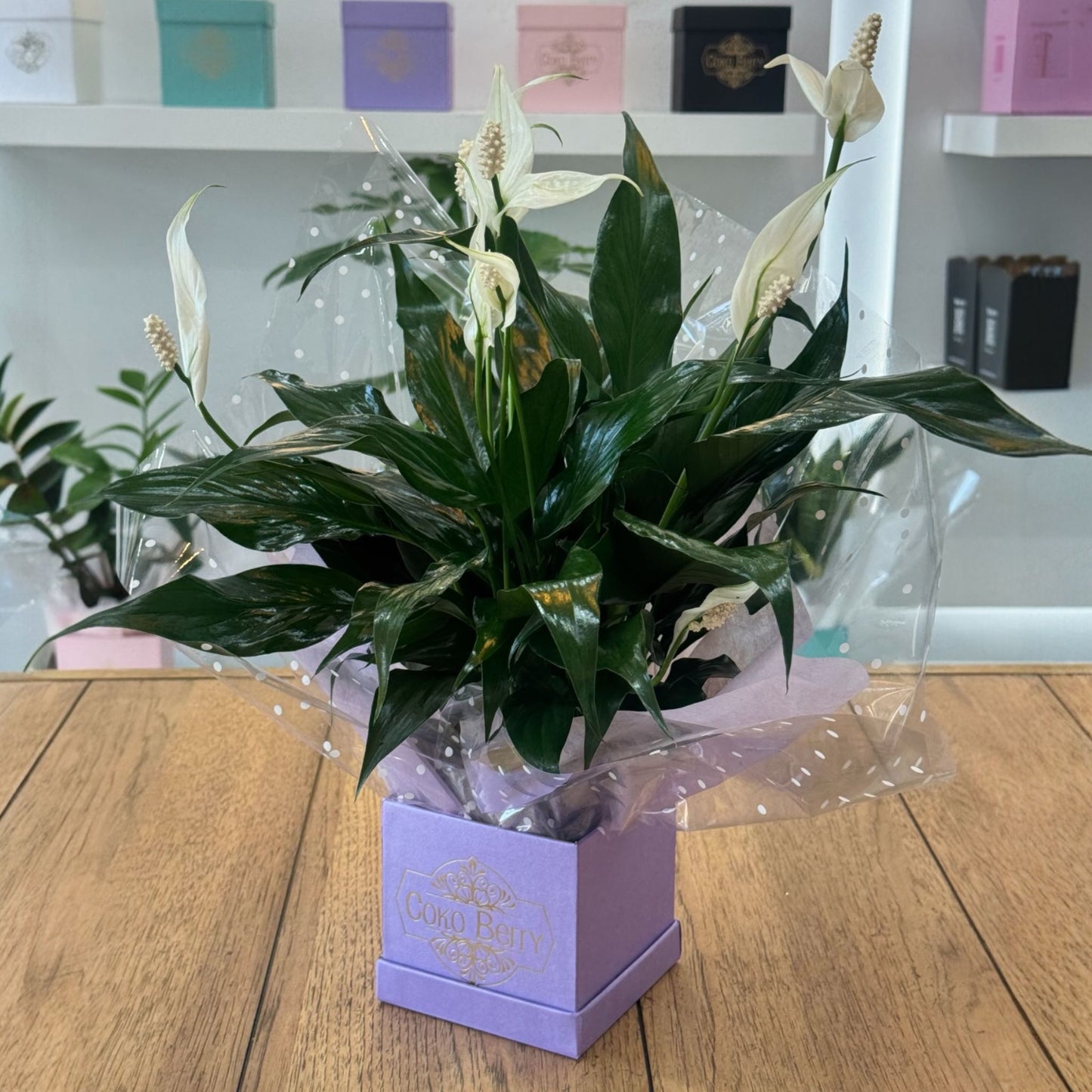 Spath Plant