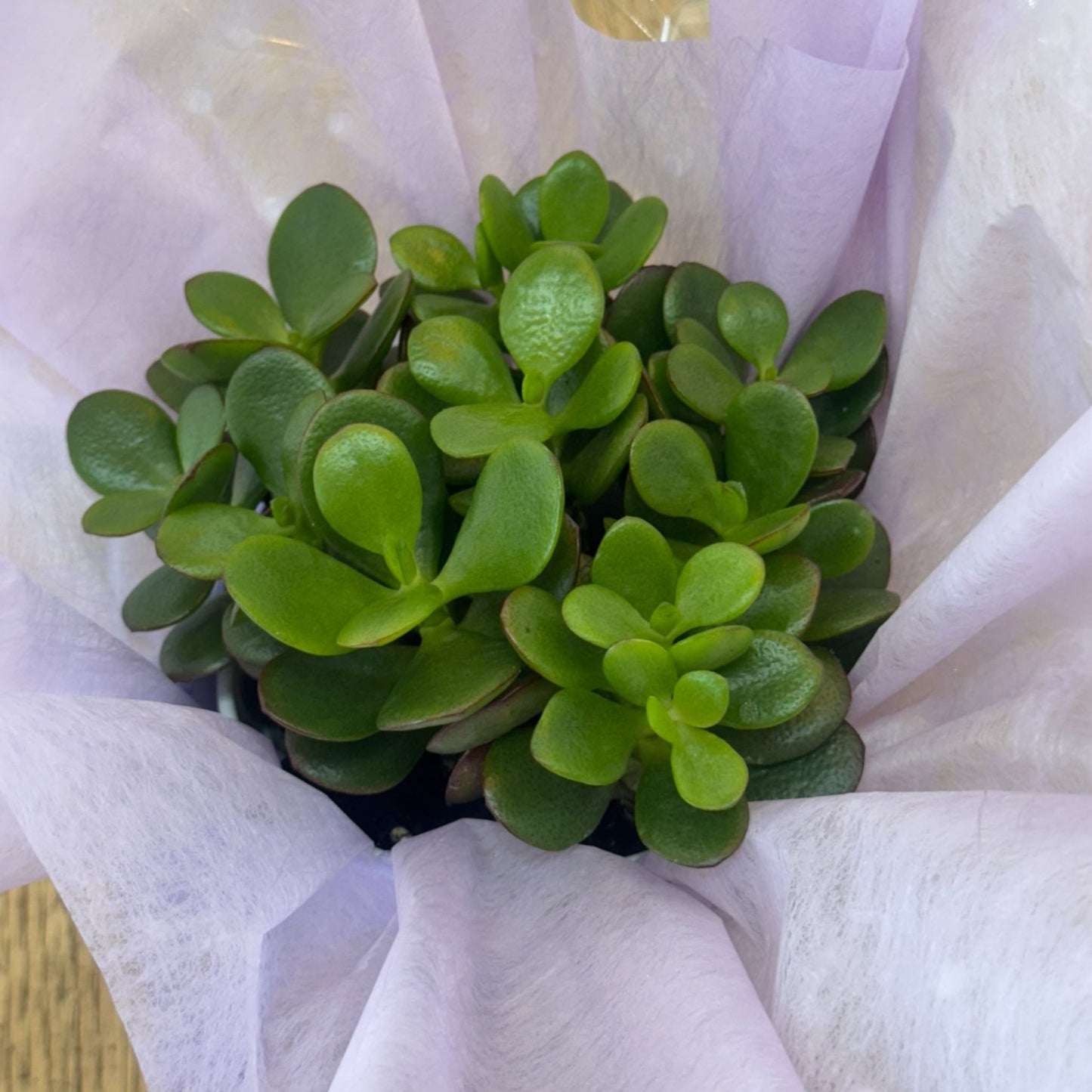 Jade Plant