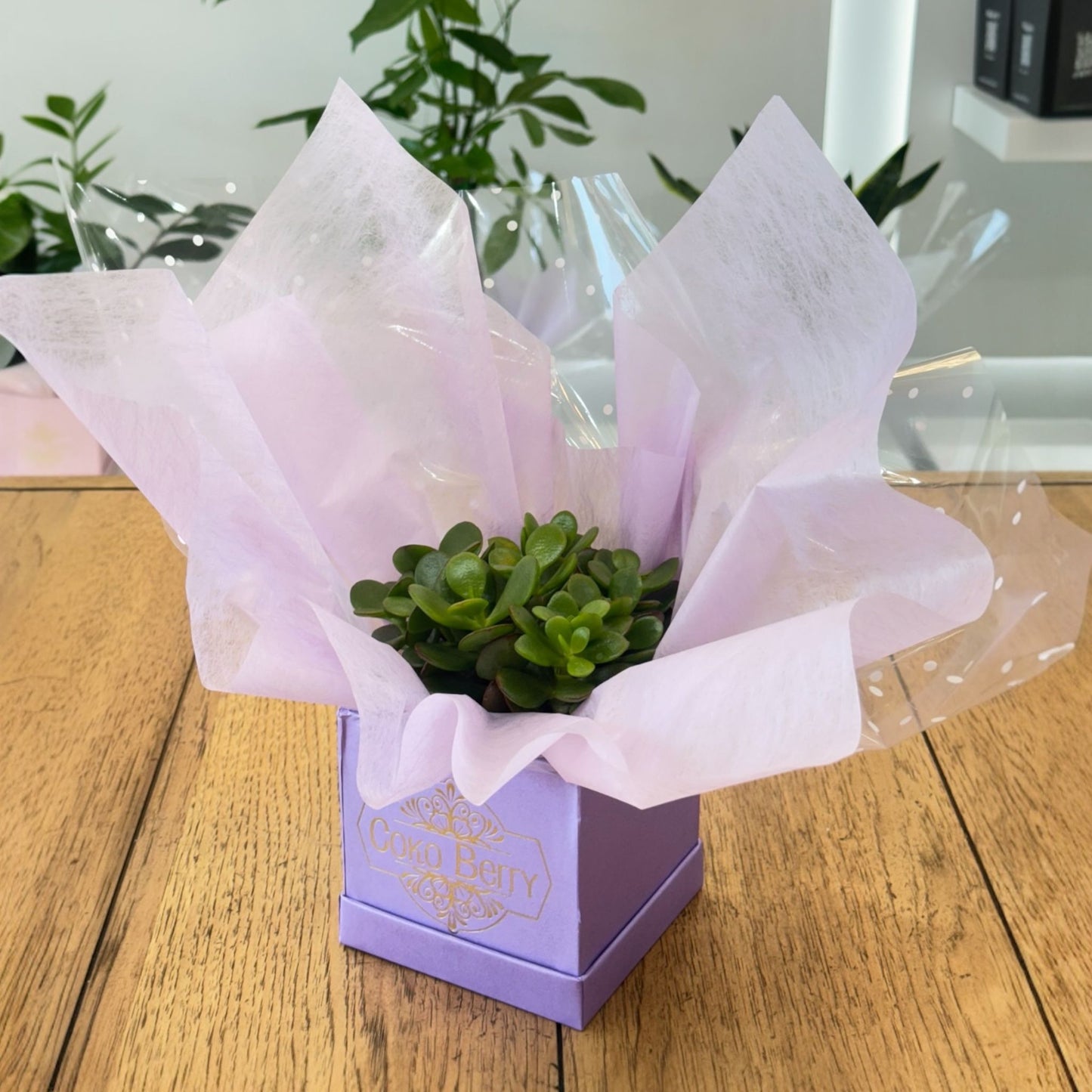 Jade Plant
