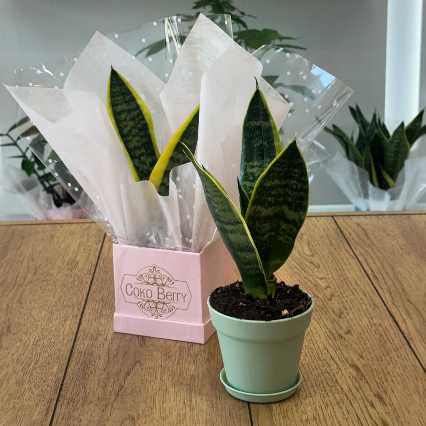 Sansevieria Plant