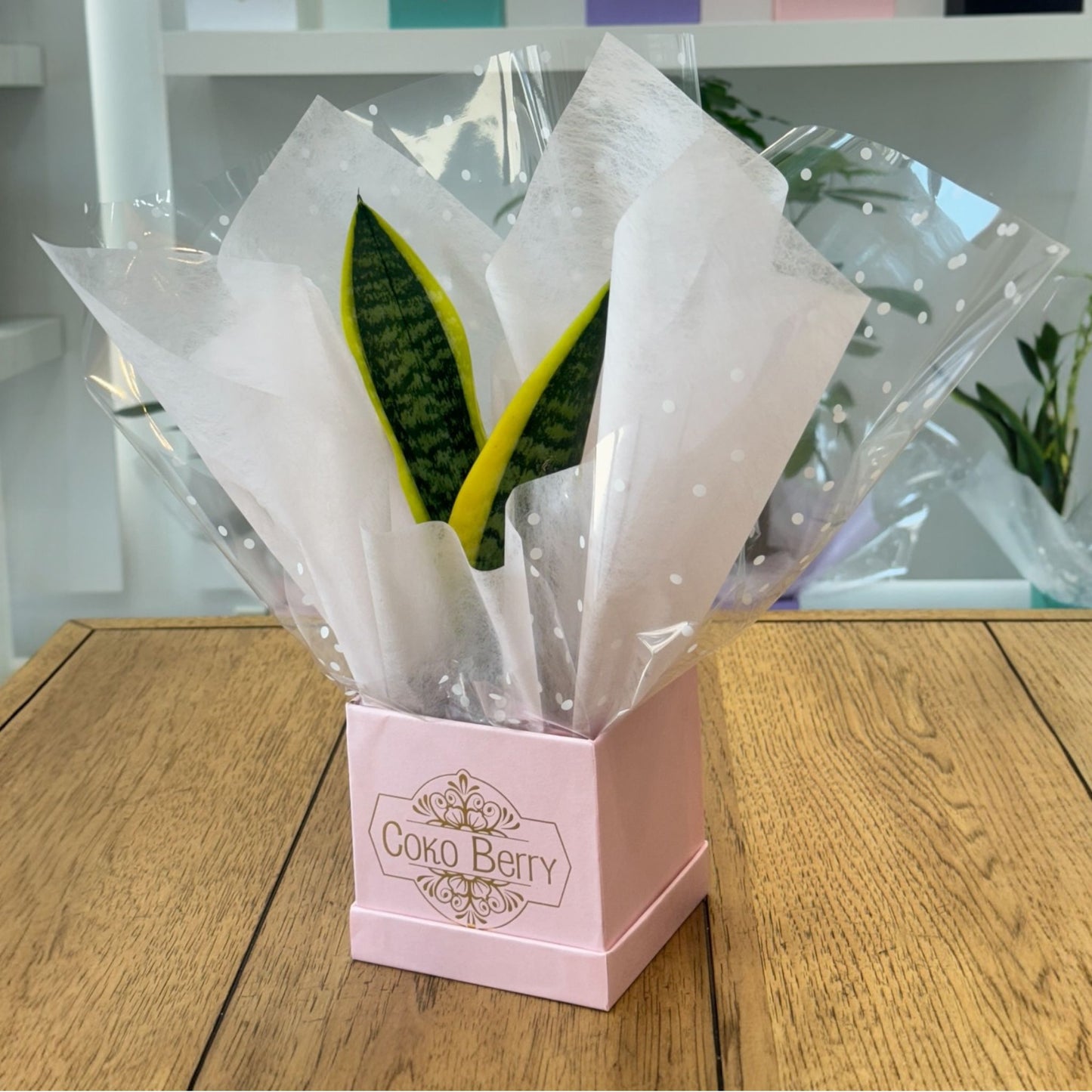 Sansevieria Plant