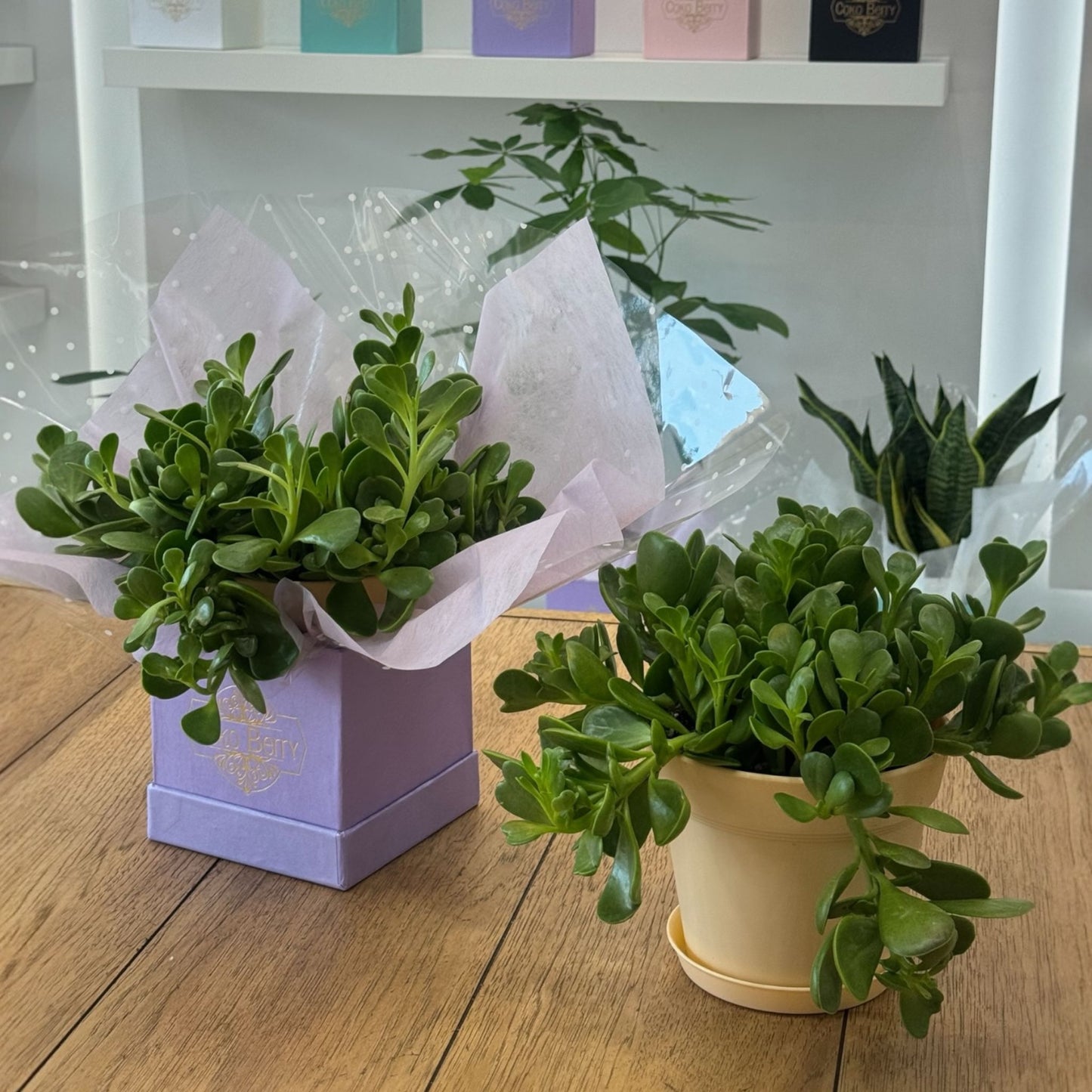 Jade Plant