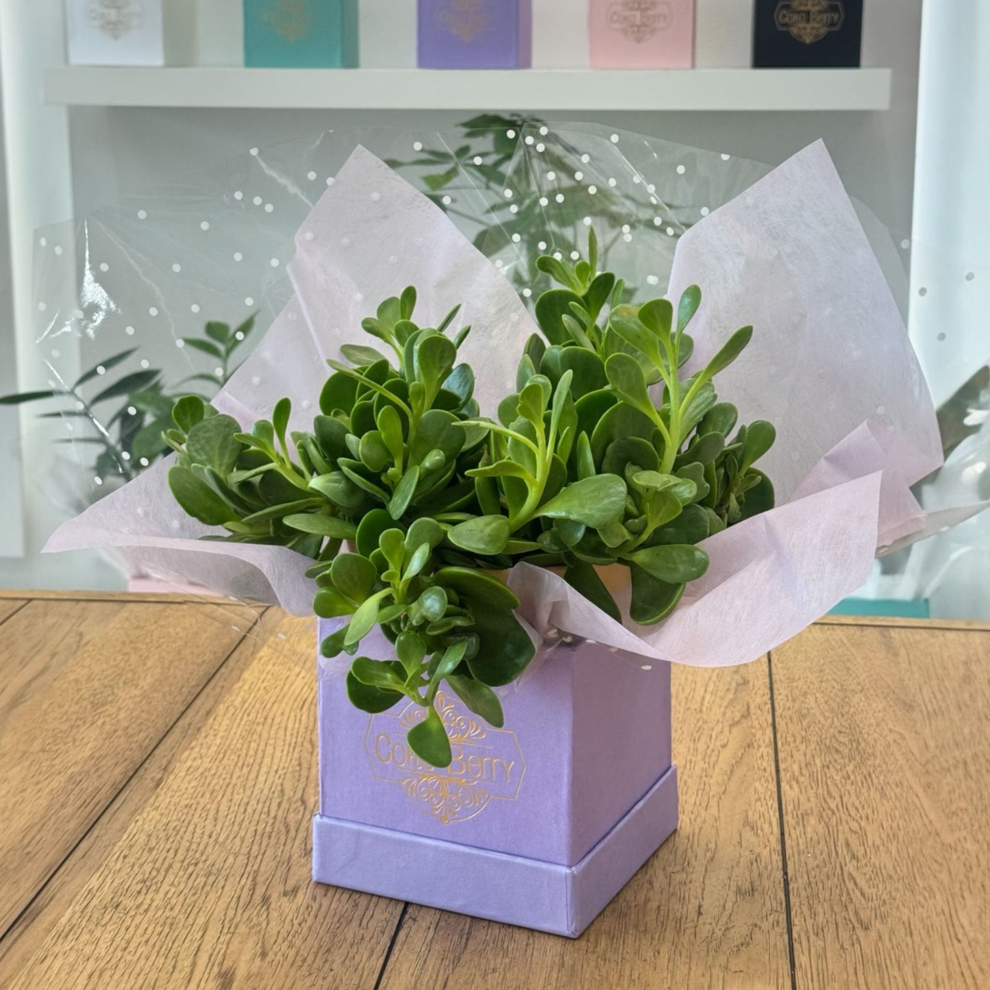 Jade Plant