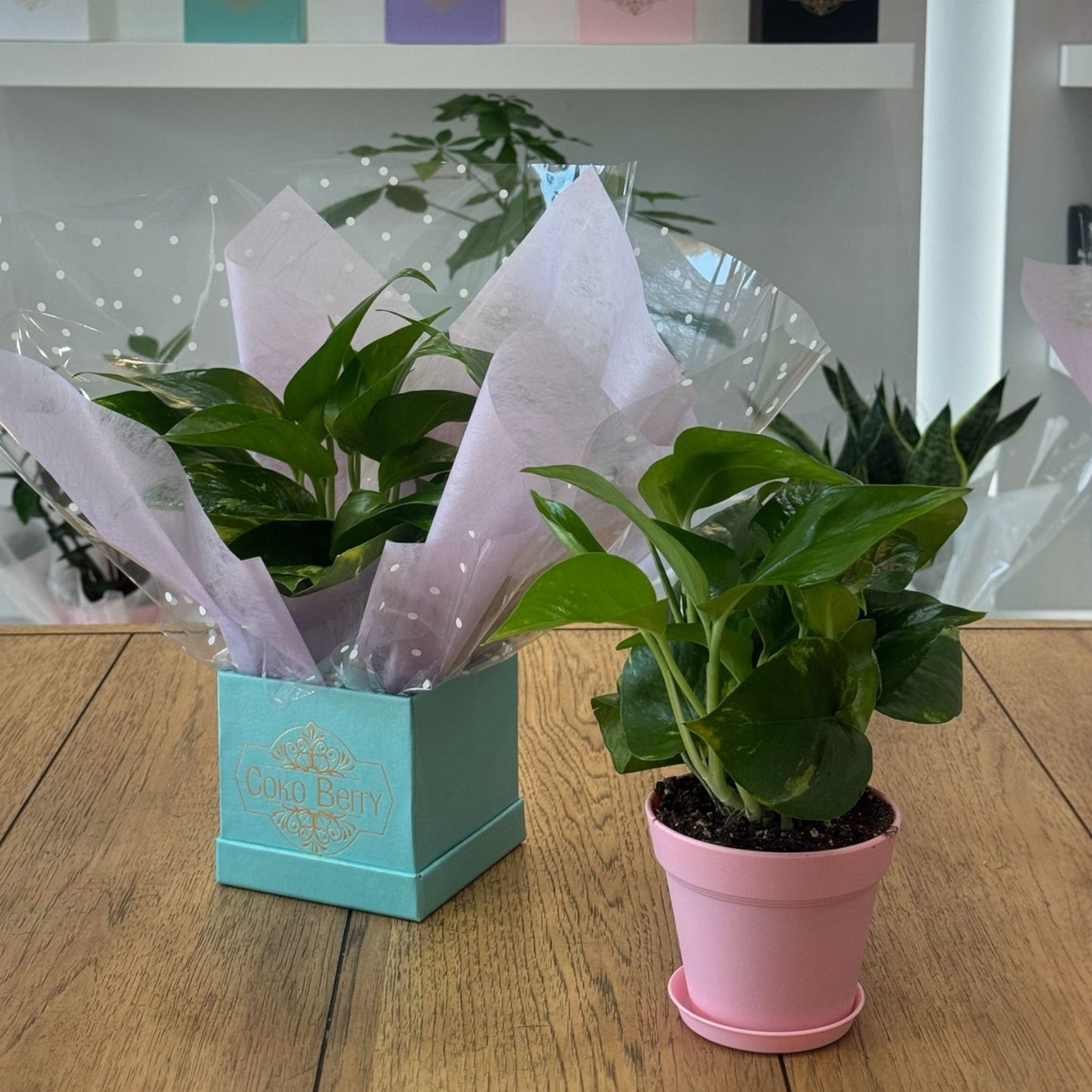 Pothos Plant