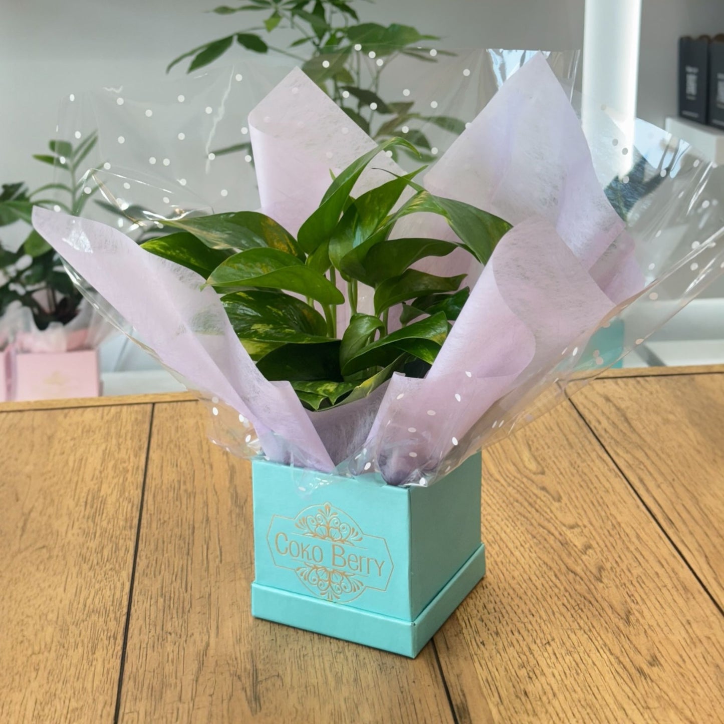 Pothos Plant