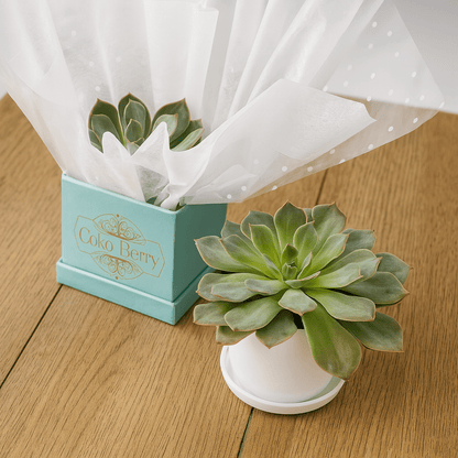 Succulent Plant