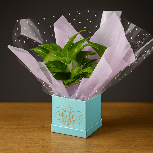 Pothos Plant