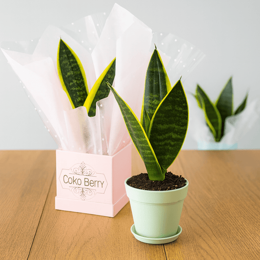 Sansevieria Plant