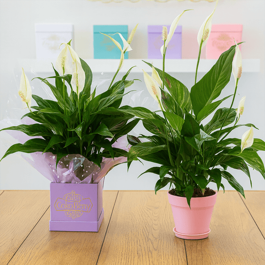 Spath Plant