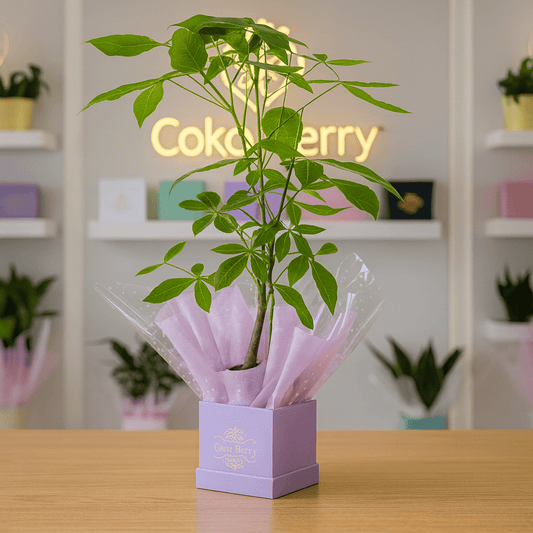 Money Tree Plant