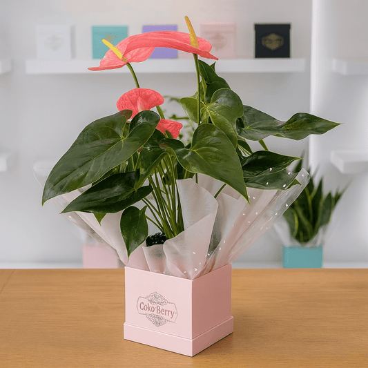 Anthurium Plant