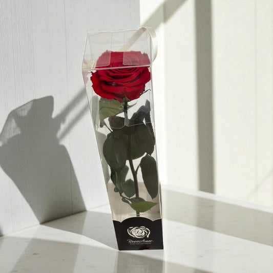 Preserved Single Rose