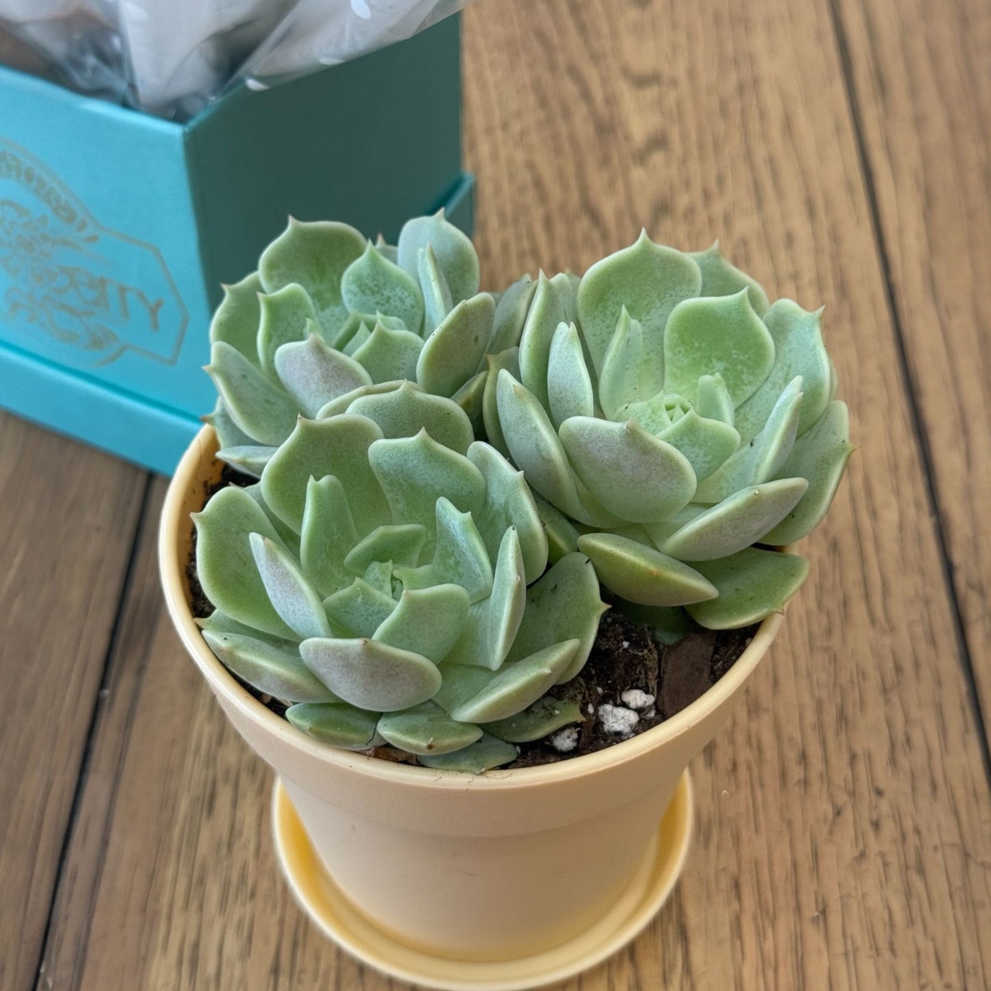 Succulent Plant