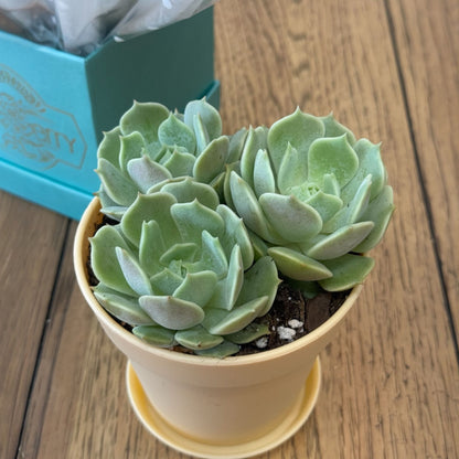 Succulent Plant