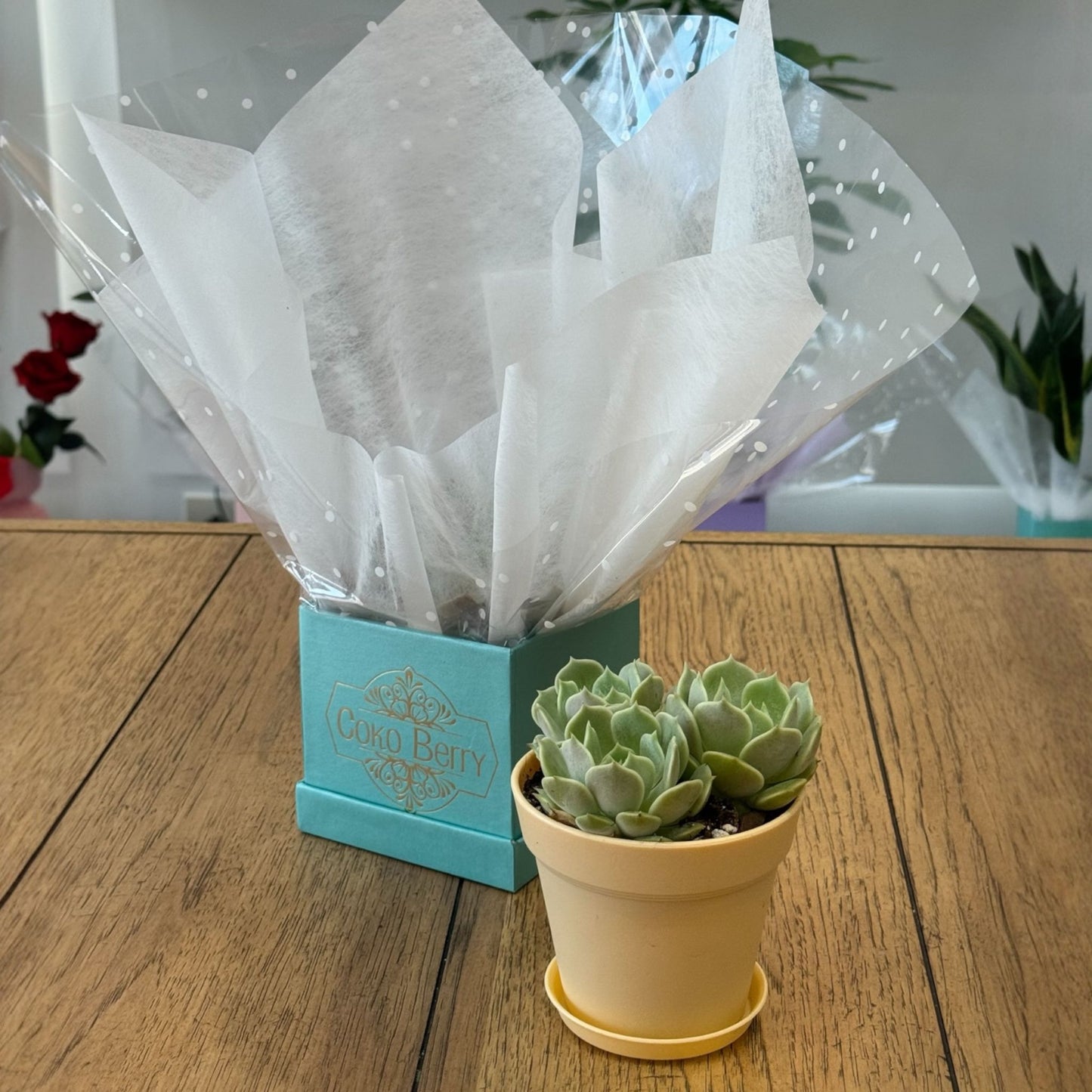 Succulent Plant