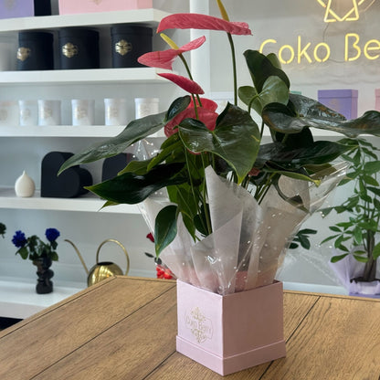 Anthurium Plant