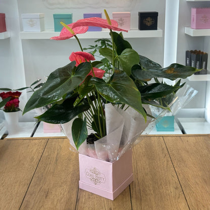 Anthurium Plant