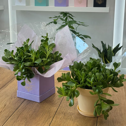 Jade Plant