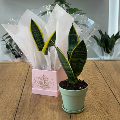 Sansevieria Plant