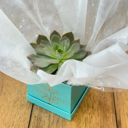 Succulent Plant
