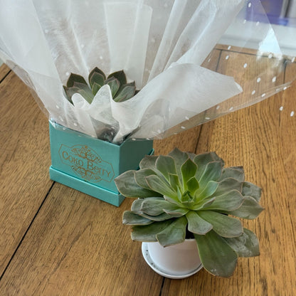 Succulent Plant