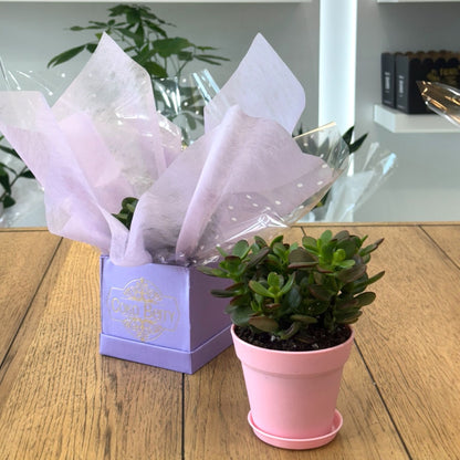 Jade Plant