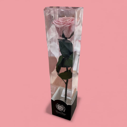 Preserved Single Pink Rose